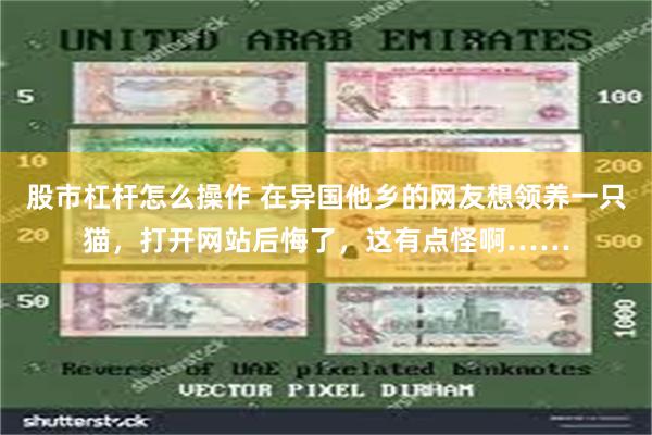股市杠杆怎么操作 在异国他乡的网友想领养一只猫，打开网站后悔了，这有点怪啊……